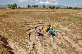 El Nino commence à faiblir, mais la sécheresse perdure au Vietnam