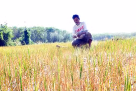 Télégramme sur la lutte contre la sécheresse au Tay Nguyen