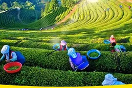 Le Festival du thé de Dai Tu déploie ses essences et saveurs 