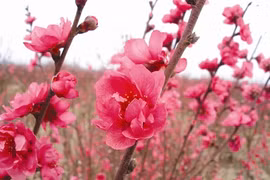 Inventaire des six fleurs les plus en vue du Têt