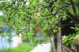 La saison des fleurs de pamplemoussier