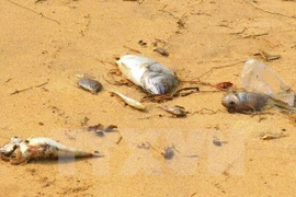 Hécatombe de poissons : la cause identifiée