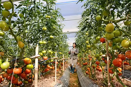 Lâm Dông : attrait de 500 millions de dollars dans l’agriculture high-tech