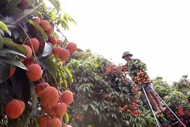 Les exportations de fruits vietnamiens à l’étranger ont le vent en poupe