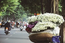 Fleurs des quatre saisons à Hanoi