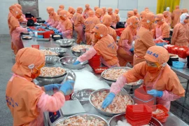 Augmentation possible des exportations de crevettes cette année 