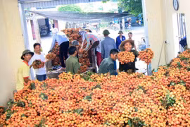 Hai Duong exporte 5.000 tonnes de litchis cette année