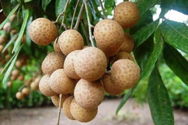 Des longanes frais du Vietnam expédiés en Malaisie