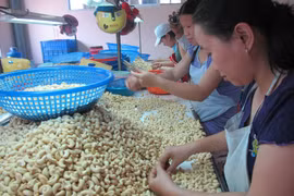 La noix de cajou vietnamienne est très appréciée