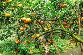 Lai Vung, le royaume des "mandarines roses" 