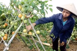 Aide étrangère pour les ethnies minoritaires de Bac Kan