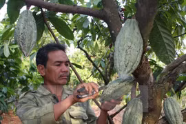 Une société de Dong Nai exporte du cacao en République de Corée et au Japon