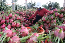 Les exportations vietnamiennes de fruits et légumes poursuivent sur leur lancée