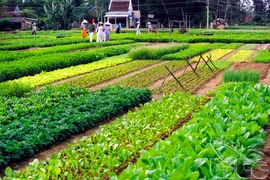 Trà Quê, un village qui fleure bon le terroir 