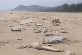 La VASEP demande à Formosa s'assumer ses responsabilités envers les entreprises