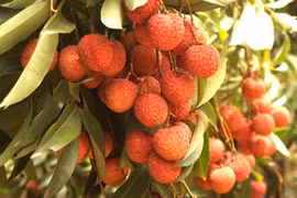 Les exportations de litchis vers la Chine atteignent 42 millions de dollars
