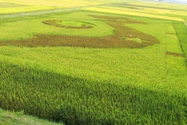 Une carte du Vietnam dans un champ de riz