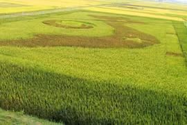 Une carte du Vietnam dans un champ de riz