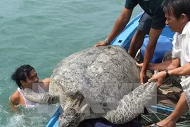 Le Vietnam lance un plan pour la conservation des tortues marines 