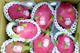 L’Australie donne son feu vert aux importations de fruits du dragon frais vietnamiens