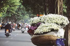 Fleurs des quatre saisons à Hanoi