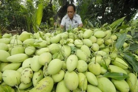 Les États-Unis vont autoriser l'importation de mangues du Vietnam