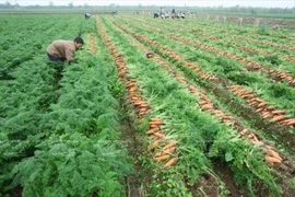Opportunités d’export de carottes de Bac Ninh à Taïwan (Chine) et au Japon