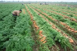 Opportunités d’export de carottes de Bac Ninh à Taïwan (Chine) et au Japon