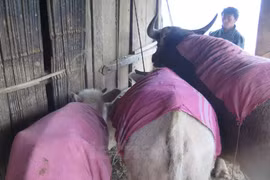 La vague de froid intense entraîne des pertes au Nord 