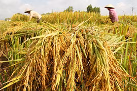 5,7 millions de tonnes de riz exportées en 2016