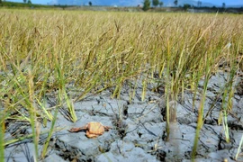 Coopération Vietnam-Allemagne dans la résilience au changement climatique 