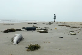 Mort massive de poissons : Le Premier ministre demande d’assister les pêcheurs