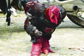 Gastronomie: Trois races de poulets qui font saliver les gourmets