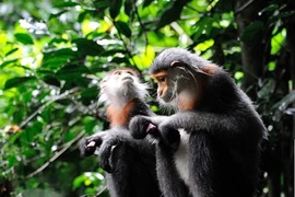 Découverte de 500 langurs de douc au Tây Nguyên