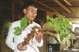 Un ginseng de Ngoc Linh de 100 ans à Quang Nam 