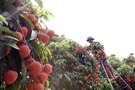 Les exportations de fruits vietnamiens à l’étranger ont le vent en poupe