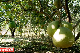 Les pamplemousses sucrés de l’îlot de Tân Triêu
