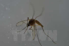 Ho Chi Minh-Ville : découverte de 6 nouveaux cas de virus Zika 