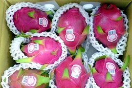 L’Australie donne son feu vert aux importations de fruits du dragon frais vietnamiens
