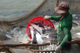 Le Sénat américain adopte la fin du programme d'inspection du poisson-chat
