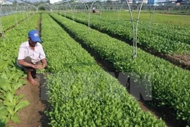 Quang Ninh appelle les entreprises à investir dans l'agriculture