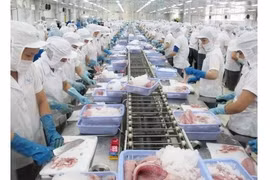 Poissons-chats: 57 producteurs vietnamiens s’assurent des normes d'export aux Etats-Unis
