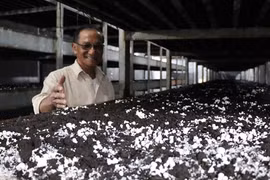 Le savoir-faire canadien au service des champignons vietnamiens