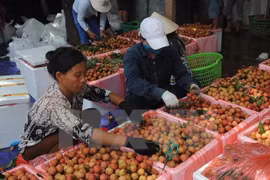 L'Australie reconnaît le Centre d'irradiation de litchis vietnamiens