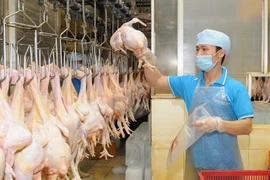 Promotion de l’export de viande de poulet au Japon 