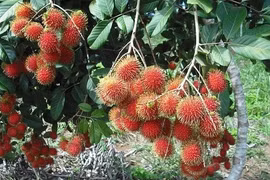 Le ramboutan de Vinh Long exporté en France