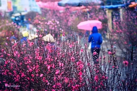 Les marchés des fleurs, élément culturel du Têt 