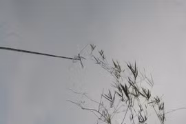 Cây nêu – la perche rituelle du Têt