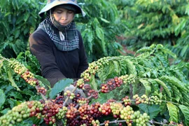 Les exportations de café atteindront 1,5 million de tonnes en 2016