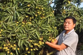 Premier lot de litchis frais vietnamiens exporté aux États-Unis en 2016